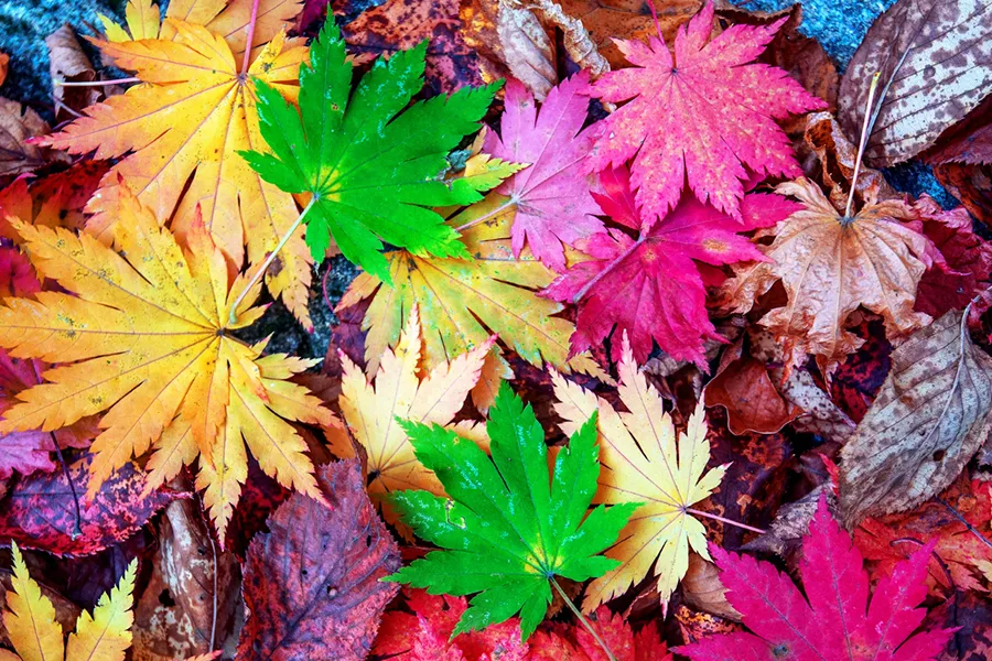 چطور می توان یک میکاپ پاییزی شیک و سریع داشت؟ 1 شناخت رنگ های پاییزی در آرایش